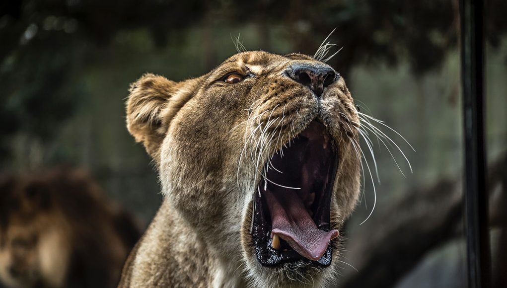 African Food Sovereignty – A Matter of Life, Death, and Revival