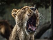 African Food Sovereignty – A Matter of Life, Death, and Revival