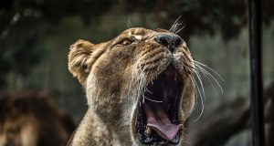 African Food Sovereignty – A Matter of Life, Death, and Revival