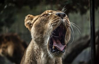 African Food Sovereignty – A Matter of Life, Death, and Revival