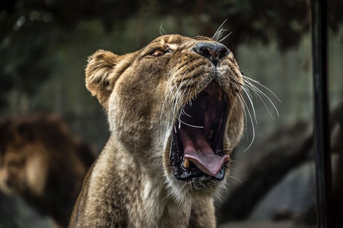 African Food Sovereignty – A Matter of Life, Death, and Revival