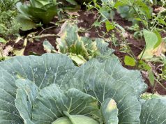 Africa’s Soil has been kidnapped by Chemicals and Corruption