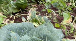 Africa’s Soil has been kidnapped by Chemicals and Corruption