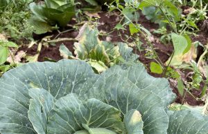 Africa’s Soil has been kidnapped by Chemicals and Corruption