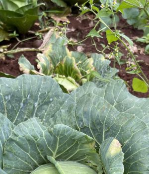 Africa’s Soil has been kidnapped by Chemicals and Corruption
