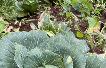 Africa’s Soil has been kidnapped by Chemicals and Corruption