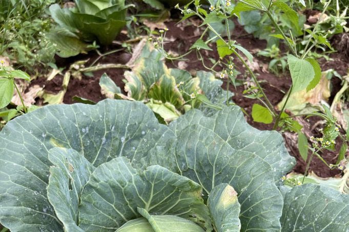 Africa’s Soil has been kidnapped by Chemicals and Corruption